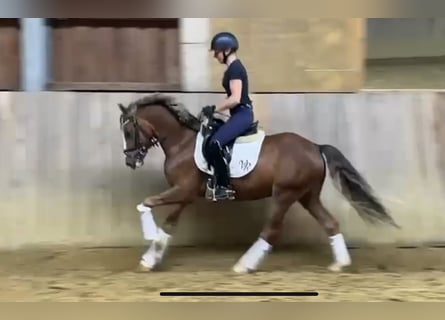 German Riding Pony, Gelding, 3 years, Chestnut