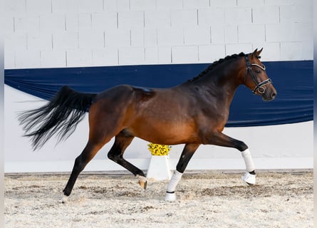 German Riding Pony, Gelding, 4 years, 13,3 hh, Brown