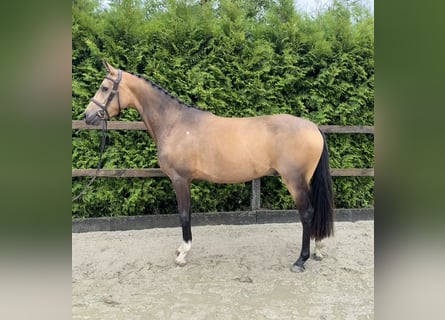 German Riding Pony, Gelding, 4 years, 13,3 hh, Buckskin