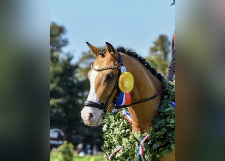German Riding Pony, Gelding, 4 years, 13,3 hh