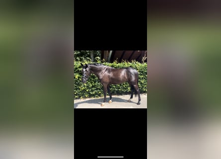 German Riding Pony, Gelding, 4 years, 14,1 hh, Black