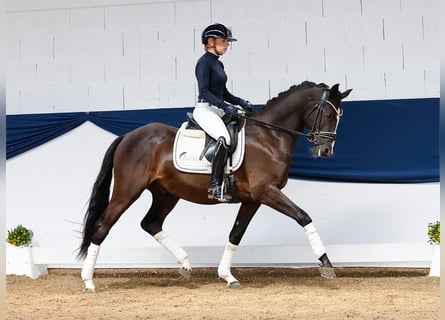 German Riding Pony, Gelding, 4 years, 14.1 hh, Black