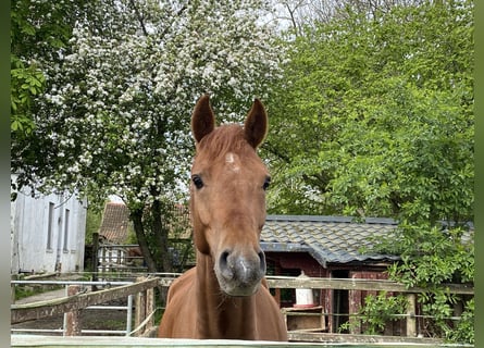 German Riding Pony, Gelding, 4 years, 14,1 hh, Chestnut