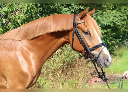 German Riding Pony, Gelding, 4 years, 14,1 hh, Chestnut-Red