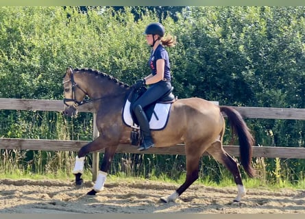 Deutsches Reitpony, Wallach, 4 Jahre, 14,1 hh, Falbe