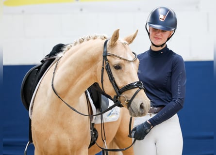 German Riding Pony, Gelding, 4 years, 14.1 hh, Palomino