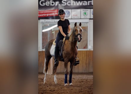 German Riding Pony, Gelding, 4 years, 14,1 hh, Palomino