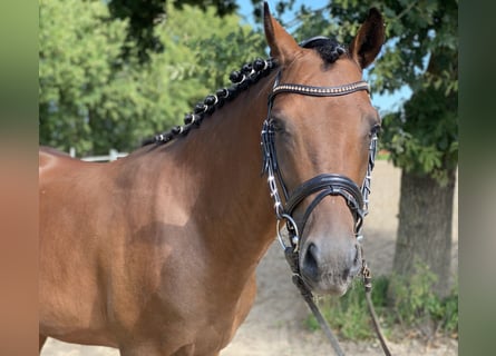 German Riding Pony, Gelding, 4 years, 14.2 hh, Bay-Dark