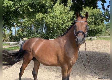 German Riding Pony, Gelding, 4 years, 14,2 hh, Brown