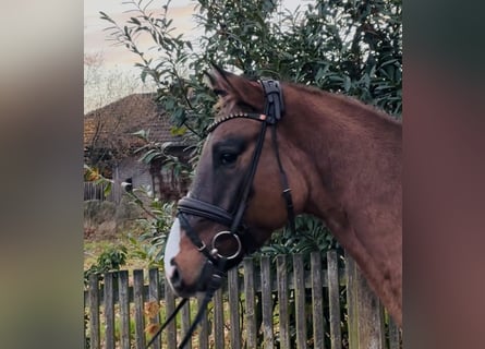 German Riding Pony, Gelding, 4 years, 14.2 hh, Buckskin