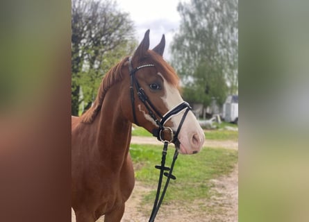 German Riding Pony, Gelding, 4 years, 14.2 hh, Chestnut-Red