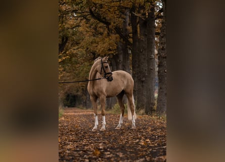German Riding Pony, Gelding, 4 years, 14.2 hh, Palomino