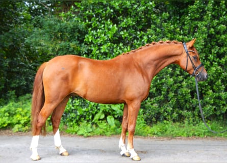 German Riding Pony, Gelding, 4 years, 14.3 hh, Chestnut-Red