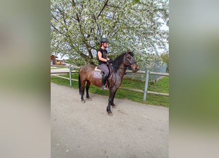German Riding Pony, Gelding, 4 years, 14 hh, Bay-Dark