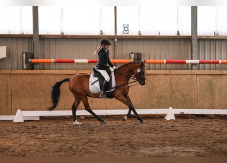 German Riding Pony, Gelding, 4 years, 14 hh, Brown