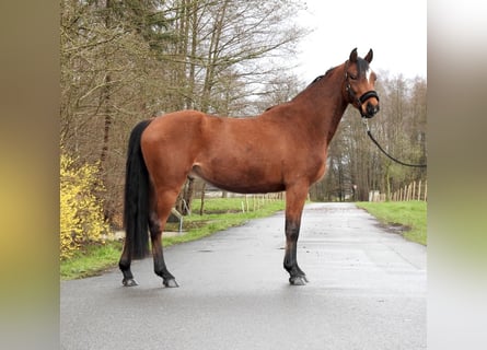 German Riding Pony, Gelding, 4 years, 14 hh, Brown