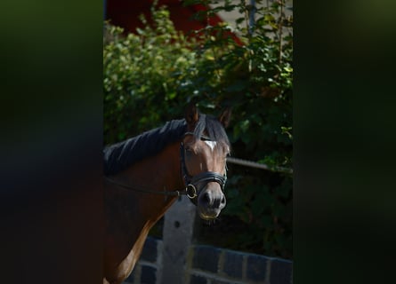 German Riding Pony, Gelding, 4 years, 14 hh, Brown