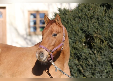 German Riding Pony, Gelding, 4 years, 14 hh, Chestnut-Red