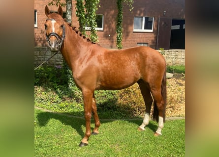 German Riding Pony, Gelding, 4 years, 14 hh, Chestnut-Red