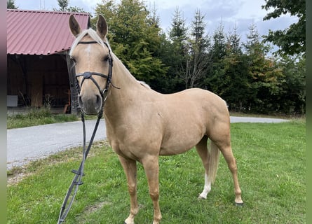 German Riding Pony Mix, Gelding, 4 years, 14 hh, Pearl
