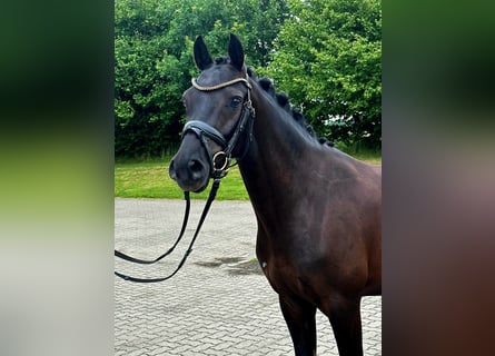 German Riding Pony, Gelding, 4 years, 14,1 hh, Black