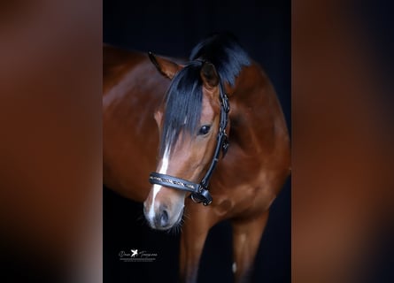 German Riding Pony, Gelding, 4 years, 14,1 hh, Brown