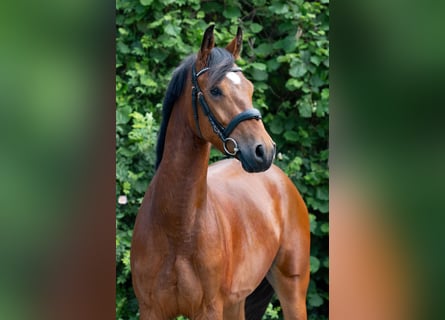 German Riding Pony, Gelding, 4 years, 14,1 hh, Brown