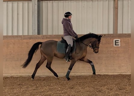 German Riding Pony, Gelding, 4 years, 14,1 hh, Brown