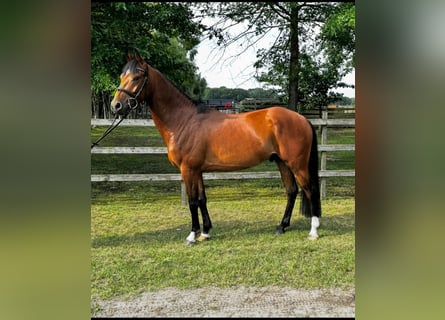 German Riding Pony, Gelding, 4 years, 14,1 hh, Brown