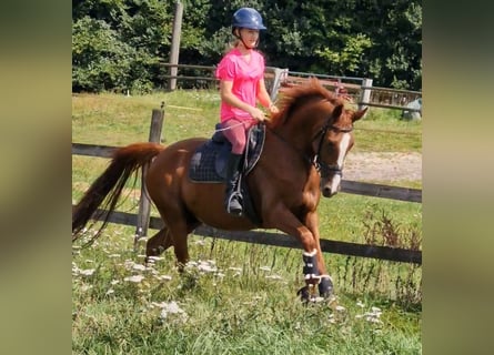 German Riding Pony, Gelding, 4 years, 14,1 hh, Chestnut-Red