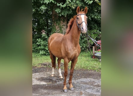 German Riding Pony, Gelding, 4 years, 14,1 hh, Chestnut-Red