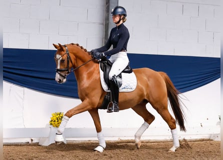 German Riding Pony, Gelding, 4 years, 14,1 hh, Chestnut-Red