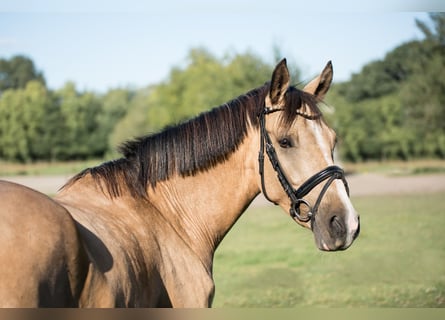 German Riding Pony, Gelding, 4 years, 14,1 hh, Dun