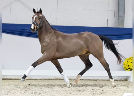 German Riding Pony, Gelding, 4 years, 14,1 hh, Dun