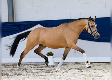 German Riding Pony, Gelding, 4 years, 14,1 hh, Dun
