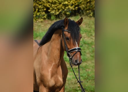 German Riding Pony, Gelding, 4 years, 14,1 hh, Dun