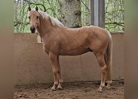German Riding Pony, Gelding, 4 years, 14,1 hh, Palomino
