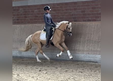 German Riding Pony, Gelding, 4 years, 14,1 hh, Palomino