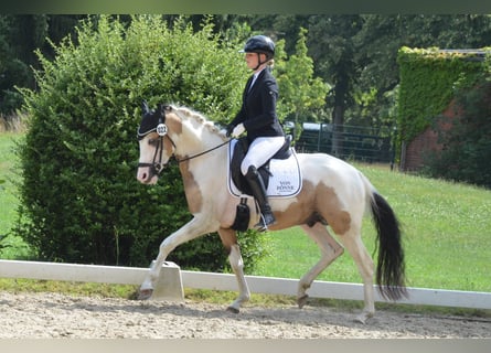 German Riding Pony, Gelding, 4 years, 14,1 hh, Pinto