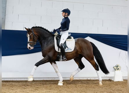 German Riding Pony, Gelding, 4 years, 14,2 hh, Brown