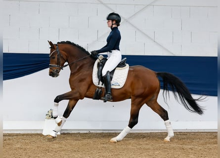 German Riding Pony, Gelding, 4 years, 14,2 hh, Brown