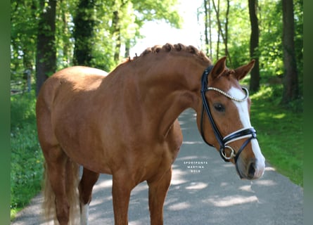 German Riding Pony, Gelding, 4 years, 14,2 hh, Chestnut-Red