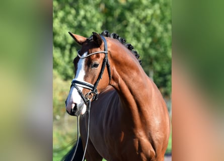 German Riding Pony, Gelding, 4 years, 14,3 hh, Brown