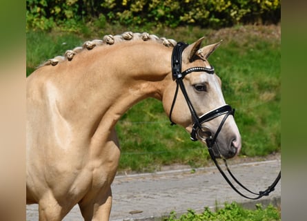 German Riding Pony, Gelding, 4 years, 14,3 hh, Palomino