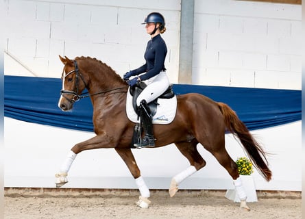 German Riding Pony, Gelding, 4 years, 15.1 hh, Chestnut