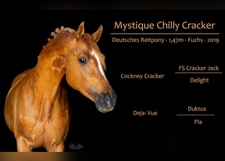 German Riding Pony, Gelding, 4 years, 15.1 hh, Chestnut-Red
