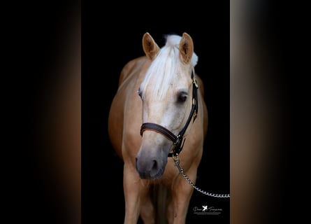 German Riding Pony, Gelding, 4 years, 15.1 hh, Palomino