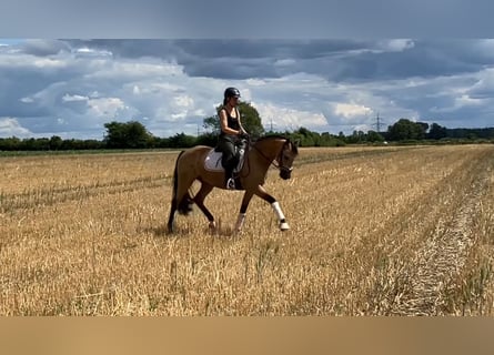 German Riding Pony, Gelding, 4 years, 15.2 hh, Buckskin