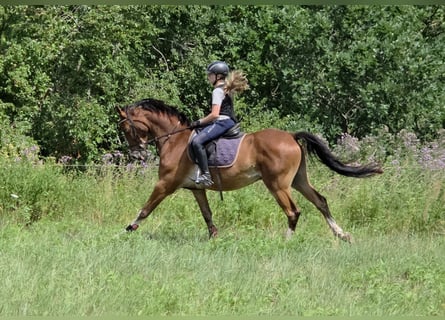 German Riding Pony, Gelding, 4 years, 15 hh, Brown