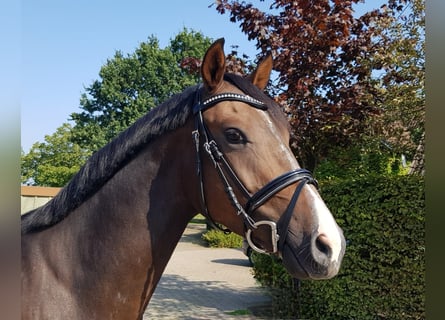 German Riding Pony, Gelding, 4 years, 15 hh, Brown